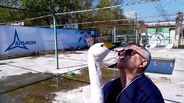 Belle amitié entre une oie et un homme... Magnifique