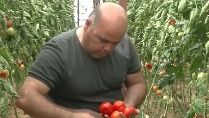 Domates Fiyatları Bu Yıl Üreticisini Güldürdü