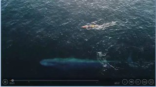 Paddle Boarder Encounters Blue Whale in OPEN OCEAN!
