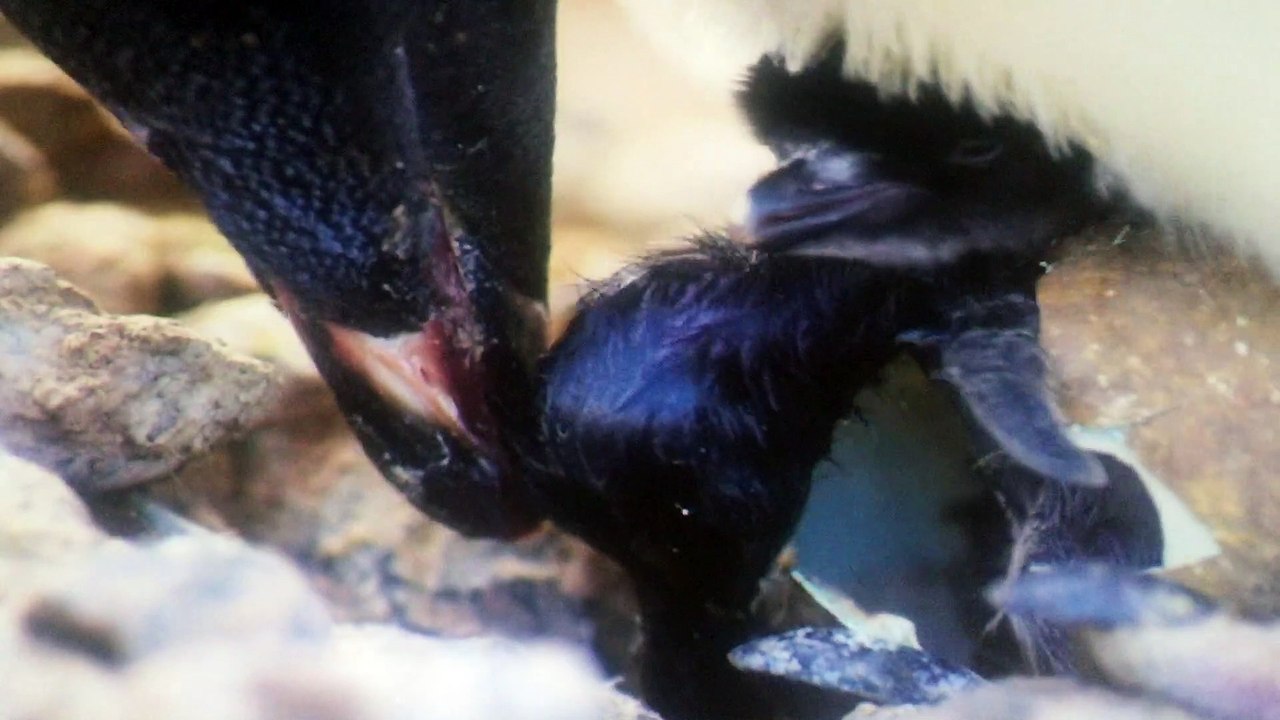 National penguin day April 2019