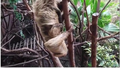 Baby Sloth Welcomed at Londo Zoo!