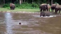 Thấy một người đàn ông bị dòng nước chảy xiết cuốn đi, chú voi con không ngần ngại lao tới giải cứu.