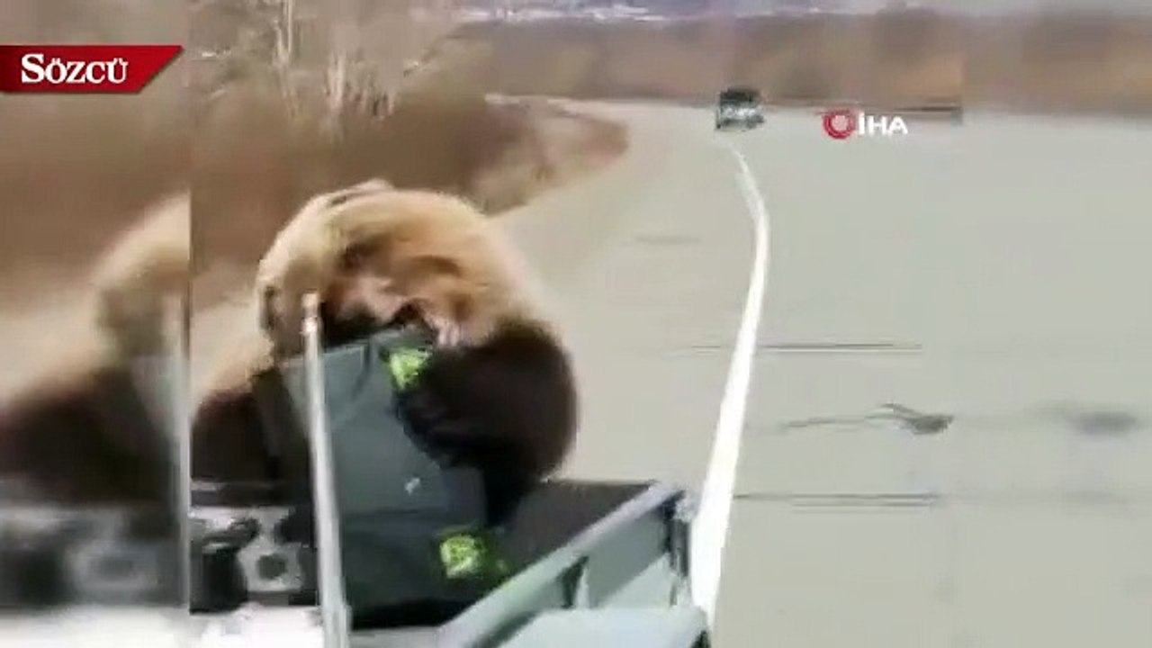 Rusya'da bir ayı kamyonet kasasından alet çantası çaldı