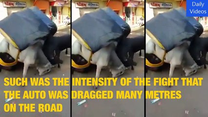 Amazing Bull Fight Breaks Down Auto Rickshaw