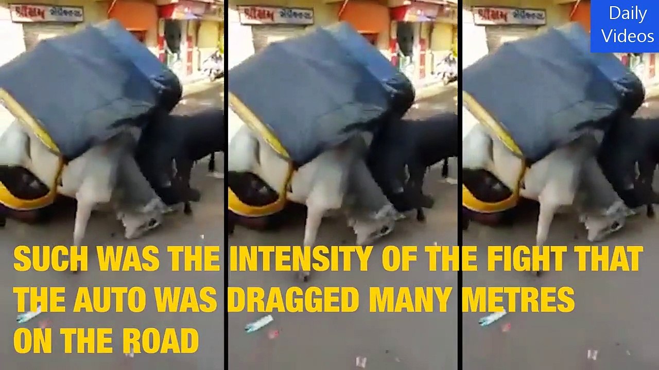 Amazing Bull Fight Breaks Down Auto Rickshaw