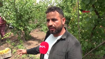 Hatay Türkiye'de En Erken Yetişen Kayısının Hasadı Başladı
