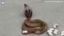 Đoạn video quay cảnh con rắn hổ mang đẻ trứng giữa đường phố Ấn Độ thu hút được sự chú ý lớn của cộng đồng mạng