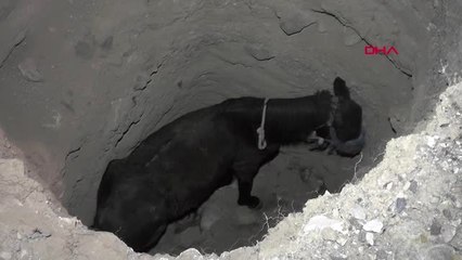 Erzurum Definecilerin Kazdığı Kuyuya Düşen At, İş Makinesiyle Kurtarıldı
