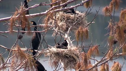 'Saklı cennet'te kuş sayısında rekor artış - UŞAK
