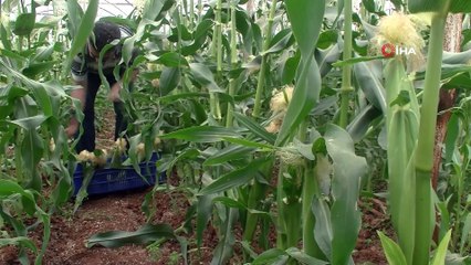 Antalyalı çiftçi serasında ezber bozdu