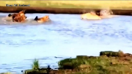 Most Amazing Moments Of Underwater Battles - Crocodile vs Lion, Jaguar | Lion vs Buffalo, Hyenas ...