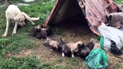 'Garip'in' yavruları için mücadelesi - KIRKLARELİ