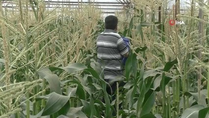 Antalyalı Çiftçi Serasında Ezber Bozdu