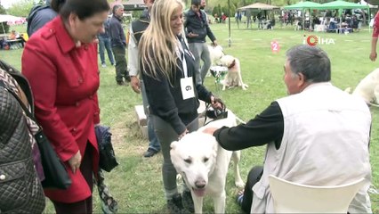 Üstün ırk 'Akbaşlara' Amerikan kancası