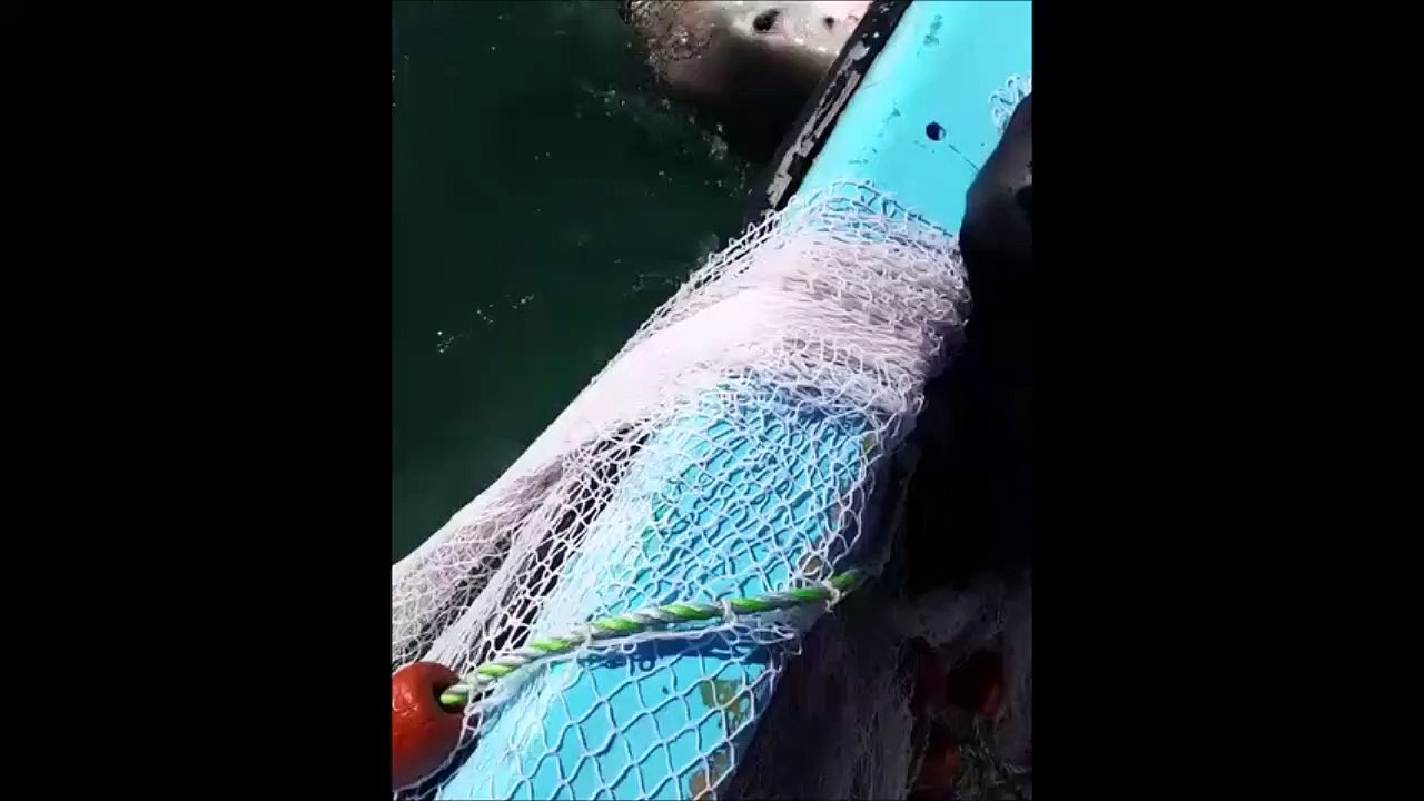 Un requin refuse de lâcher ce filet de pêche