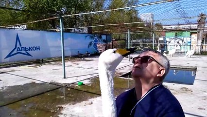 Belle amitié entre une oie et un homme. Magnifique