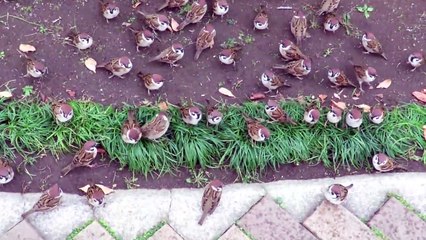 Ces centaines de moineaux attendent l'heure du repas. on a faim