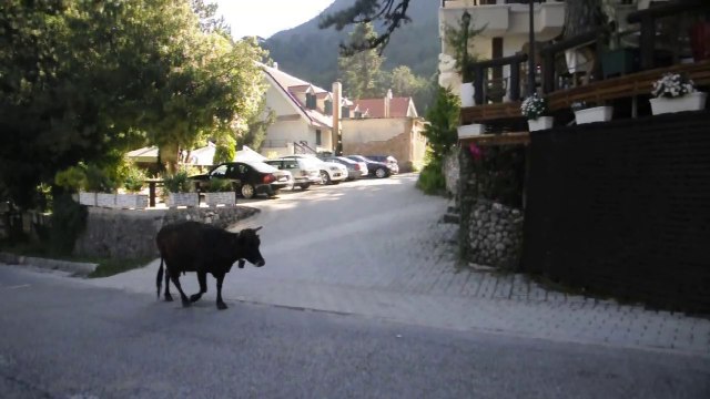 DOM.3-6-18- ALBANIA TREKKING 2 GIORNO CON SALITA AL MONTE QORRE (2018 METRI) NEL PARCO DELLA LIOGARA.