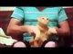TOP-Funny-Cat-and-Dog-Dancing-and-Singing-in-the-World-360p