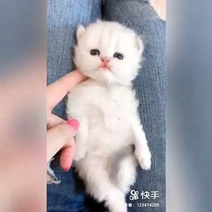 kitten  cuteness_cats