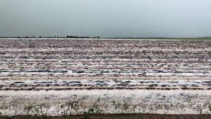 Puglia: grandinata devasta agricoltura - Ginosa 12 maggio 2019