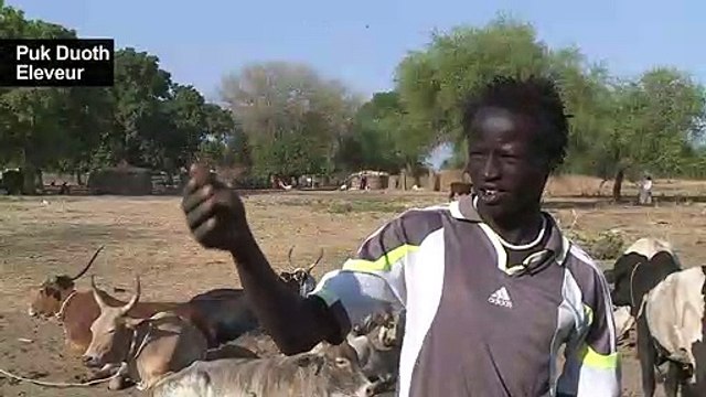 Sud Soudan: dans l'ombre du conflit, la guerre du bétail