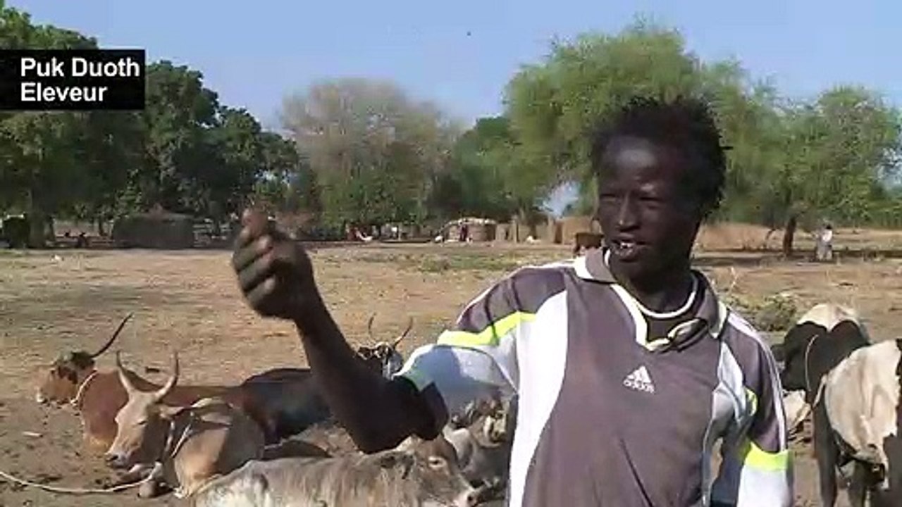 Sud Soudan: dans l'ombre du conflit, la guerre du bétail