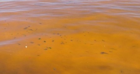 Marmara Denizi'ndeki Gizemli Olayın Sırrı Çözüldü!