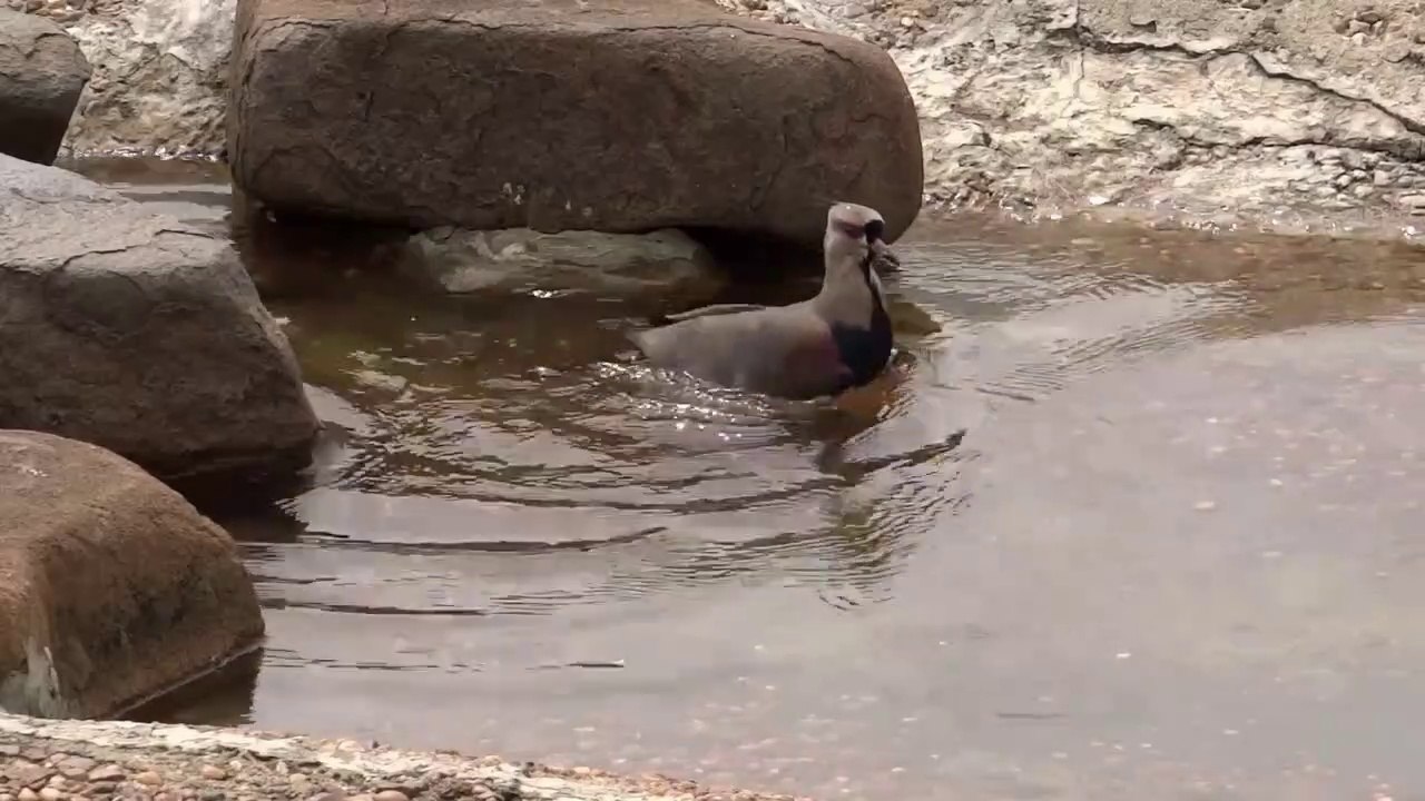How a bird bathes?