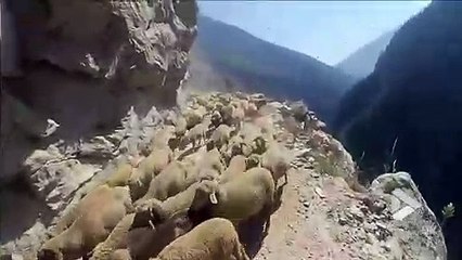 下载视频: Un conducteur croise un troupeau de moutons sur une route de montagne vertigineuse... Terrifiant