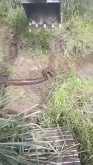 En plein travail, ces ouvriers découvrent un énorme anaconda dans un fossé