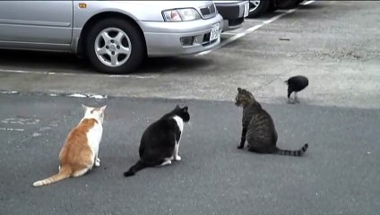 3 chats face à un gros corbeau