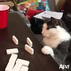 Un chat mauvais perdant