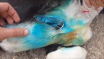 Silivri'de Hırsızlar Kendilerini Kovalayan Köpeği Bıçakladı