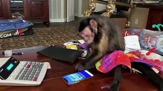 Monkey struggles to work his smart phone!