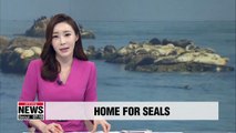 Korea's oceans ministry builds artificial habitat for spotted seals near Baengnyeong Island