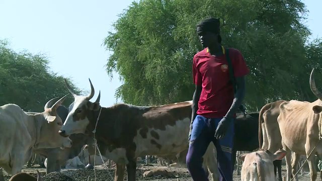 Sud Soudan: dans l'ombre du conflit, la guerre du bétail