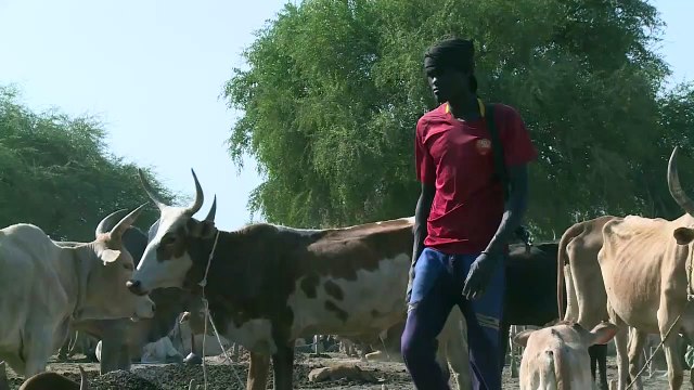 Sud Soudan: dans l'ombre du conflit, la guerre du bétail