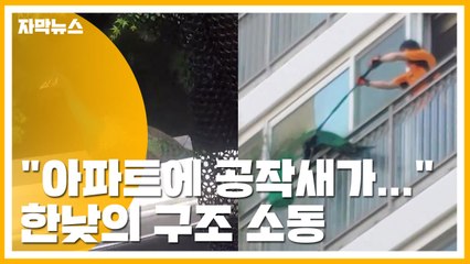 [자막뉴스] "아파트에 공작새가..." 한낮의 구조 소동 / YTN
