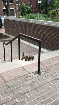 Ducklings Follow Mother Duck down Stairs