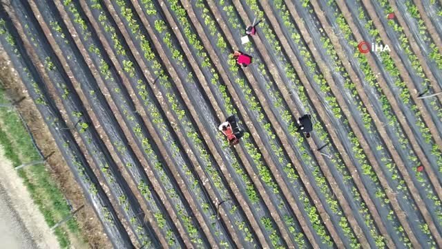 Organik Çilek Hasadına Başlandı...3 Dönümlük Alan Üzerinde Ekilen Çilek Hasadı Havadan Görüntülendi