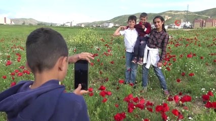 Gelincikler Gercüş'ü Kırmızıya Bürüdü