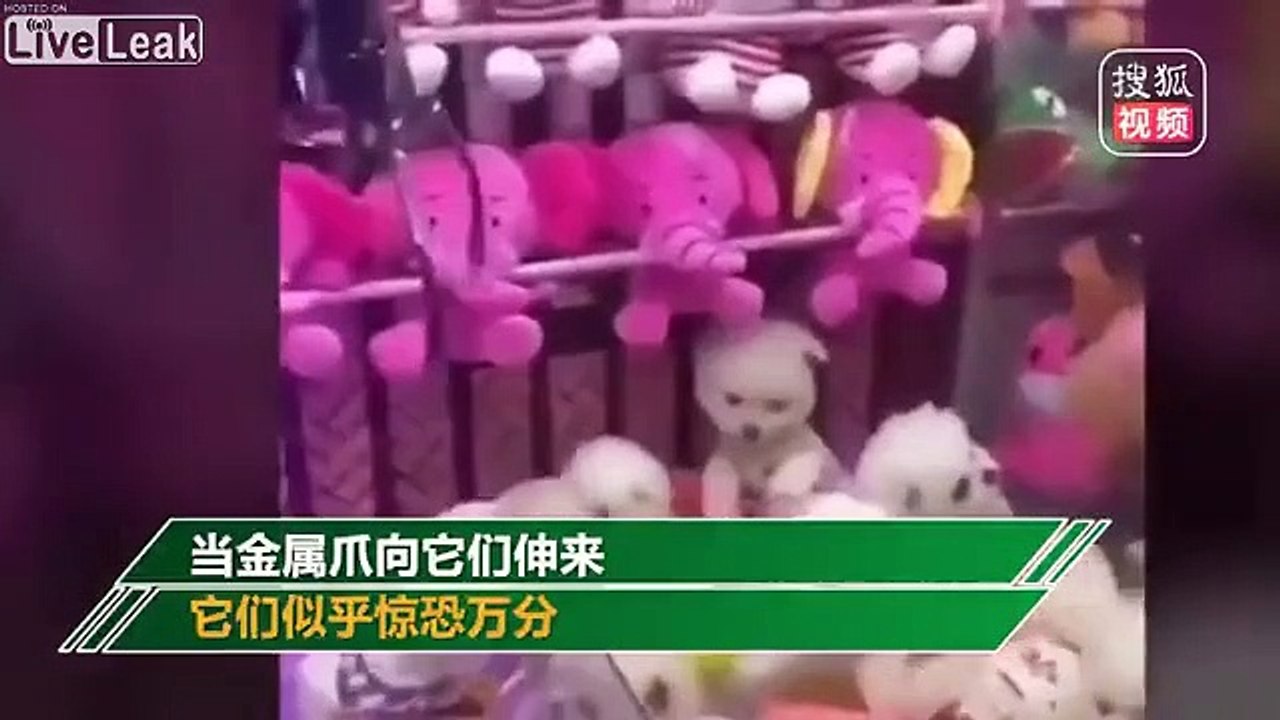 Ces chiots vivants sont proposés dans un jeu de fête foraine !