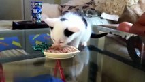 Funny Cats And Kittens Who Don't Want To Share Their Food -