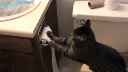 Funny Cats Vs Toilet Paper Compilation 2017 -