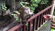 Funny Monkeys Stealing Things