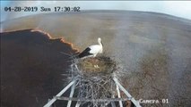 Un incendio en Rusia que no alcanza por poco el nido de unas cigüeña y sus crías