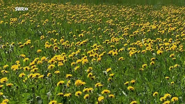 Die Fallers - Folge 1014 - Teamwork (12.05.2019)