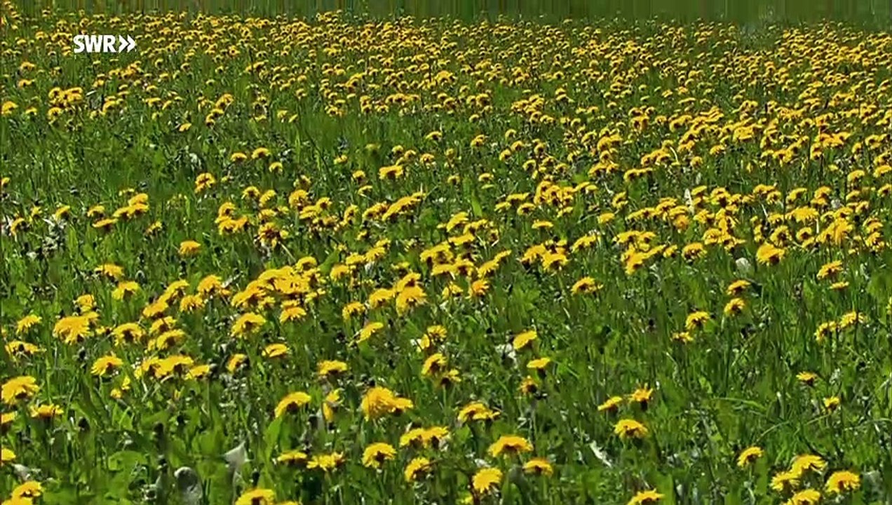 Die Fallers - Folge 1014 - Teamwork (12.05.2019)