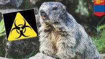 Bubonic plague strikes a couple in Mongolia after eating rodent meat